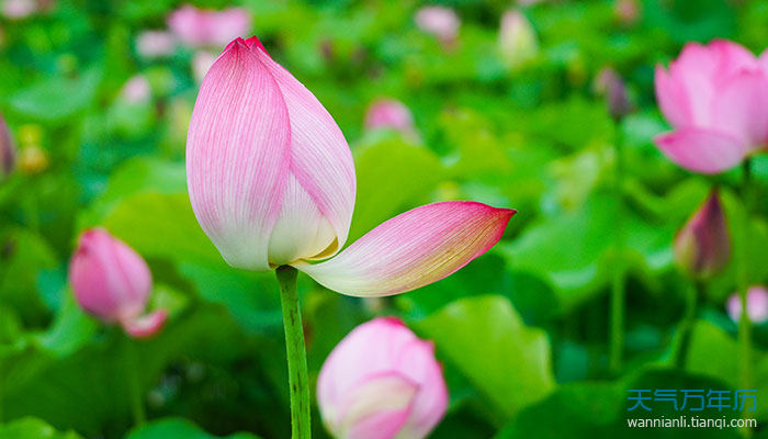 2021微山湖荷花盛开时间 今年微山湖荷花节什么时候