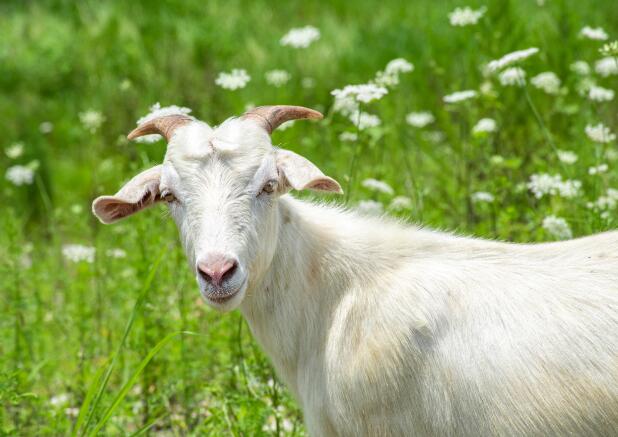 伏羊节是哪个地方的风俗  哪里有过伏羊节的习俗
