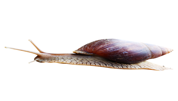 非洲大蜗牛能吃吗 非洲大蜗牛可以吃吗