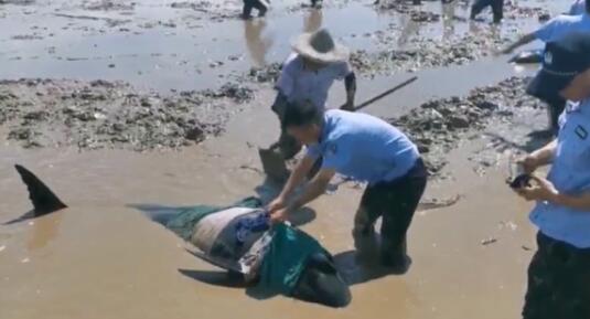 12头疑似鲸豚搁浅浙江海域 目前已运到海洋馆进行救护