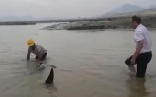 2只海豚在浙江宁海搁浅是怎么回事 救援人员：已放回大海