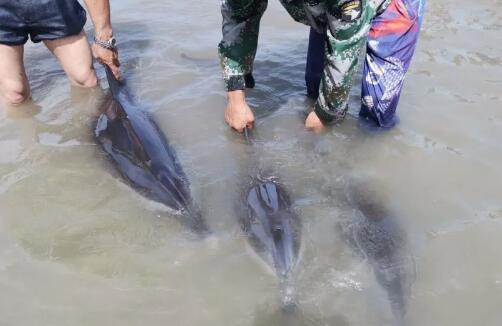 2只海豚在浙江宁海搁浅是怎么回事 救援人员：已放回大海
