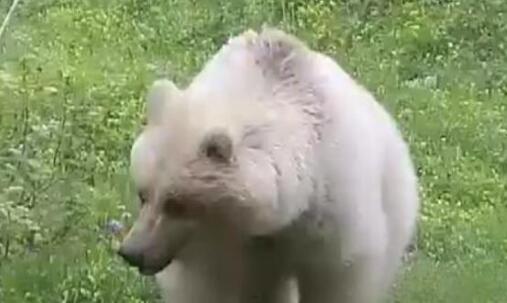 新疆阿尔泰山首次发现白色棕熊 专家：几率是五十万分之一
