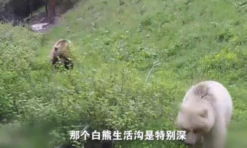 新疆阿尔泰山首次发现白色棕熊 专家：几率是五十万分之一