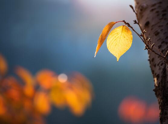 2021立秋是秋天了吗 立秋是不是进入了秋天