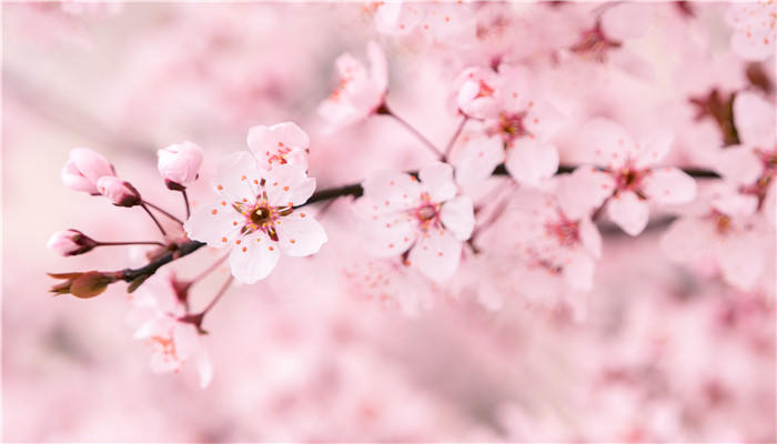 樱花花期在几月 樱花花期是几月份