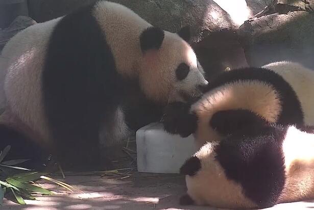 大熊猫集体抱冰块解暑 网友：怎么不多给几块
