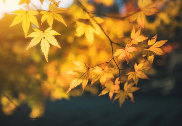 立秋是秋天的第一天吗 立秋是不是秋天的首日