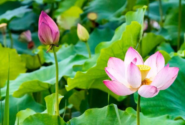 2021处暑以后还会热吗 处暑之后会变凉快吗