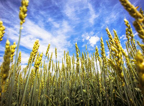 2021处暑以后还会热吗 处暑之后会变凉快吗