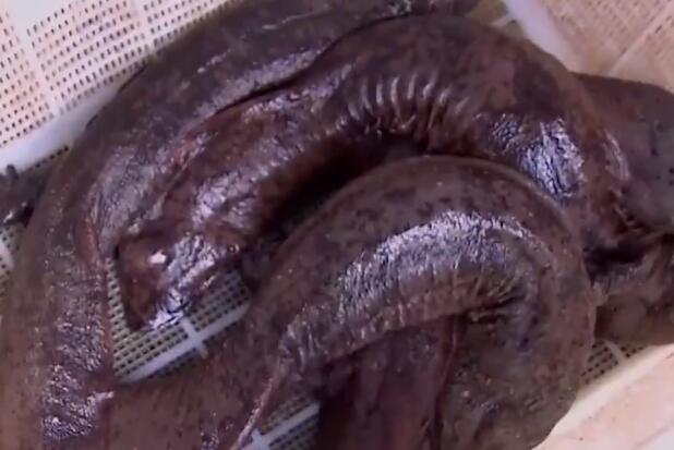四川南充发现1米长娃娃鱼 为国家二级保护动物