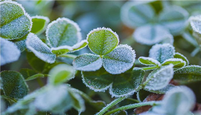 霜降的传说 关于霜降的传说故事