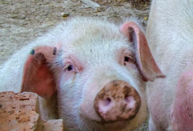 猪真的很笨吗 猪是不是真的很笨