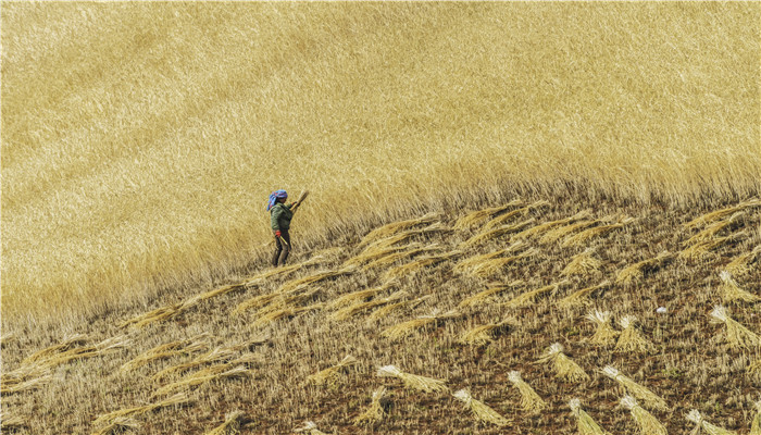 芒种的传说 关于芒种的传说故事