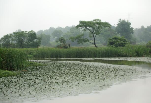 “倒黄梅”来袭江浙沪等现持续性强降雨 最强降雨时段出现在11日至13日