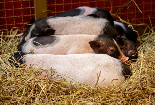 猪真的很笨吗专家回答 猪到底聪明还是笨