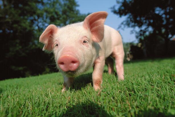 猪真的很笨吗专家回答 猪到底聪明还是笨