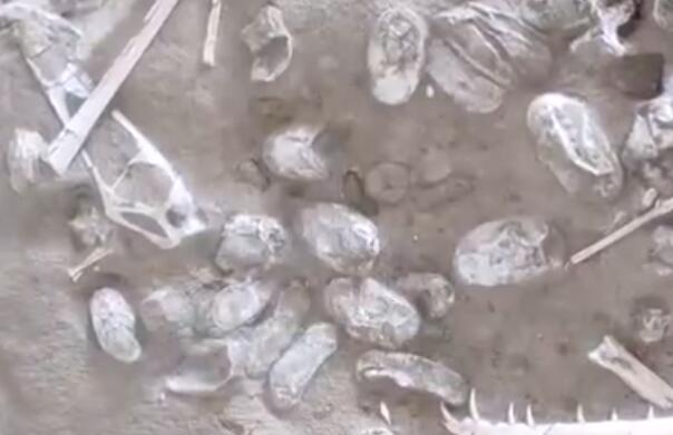 新疆发现两恐龙新属新种  中国丝路巨龙和新疆哈密巨龙