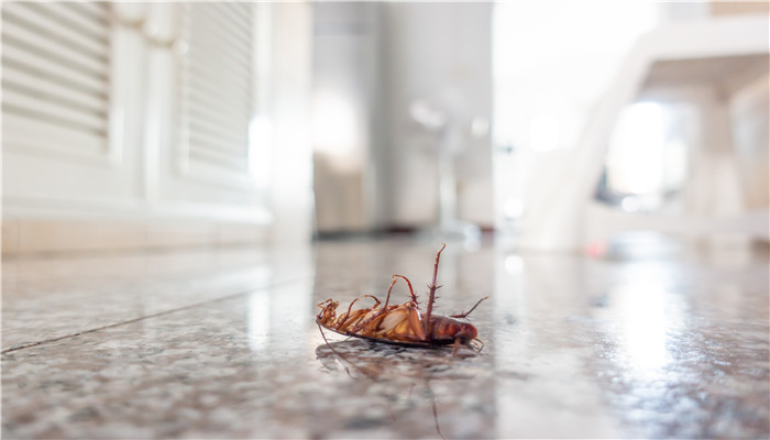 家里发现一只蟑螂怎么办 屋里发现一只蟑螂如何消灭