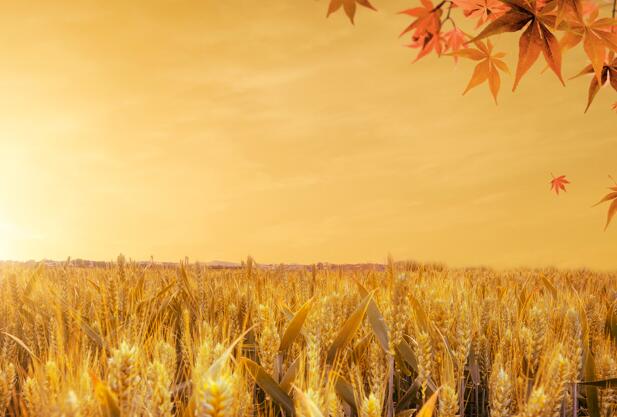 处暑是出伏吗 出伏和处暑有什么区别