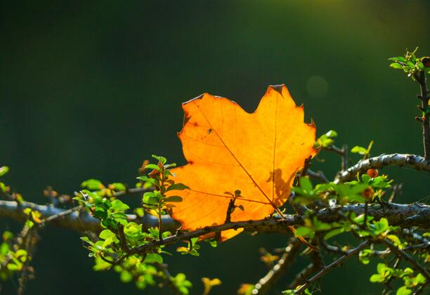 2021处暑之前热还是之后热 处暑后会比处暑前凉快吗