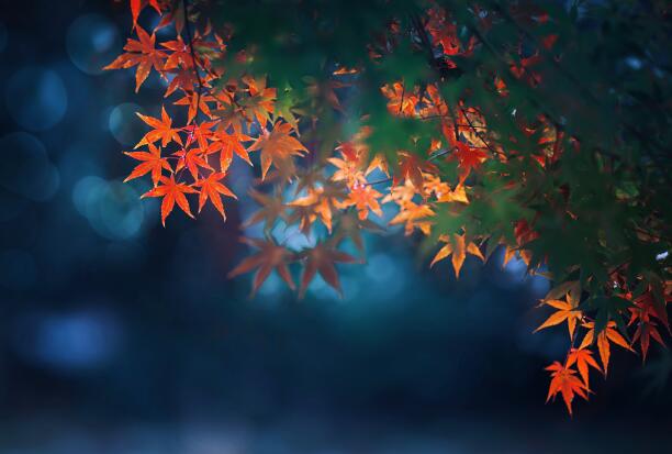 出伏下雨有什么说法 出伏下雨意味着什么