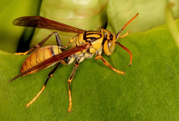 美国遭遇亚洲杀人大黄蜂入侵体型近5厘米 毒性和一些毒蛇的毒液相当