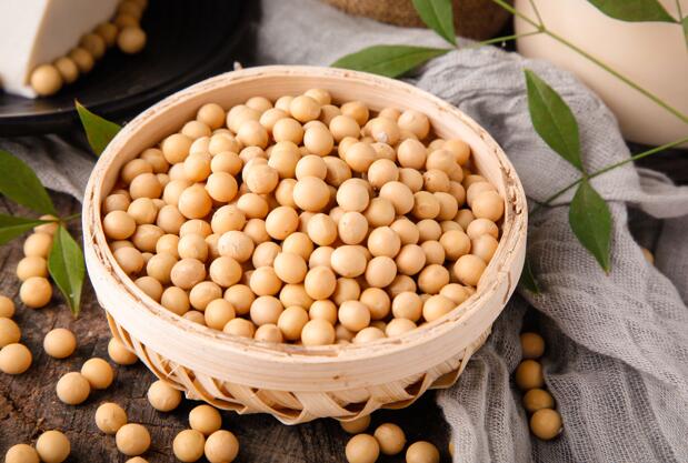 绿豆不能像黄豆一样打出豆浆原因与什么有关 绿豆为什么不能打出豆浆