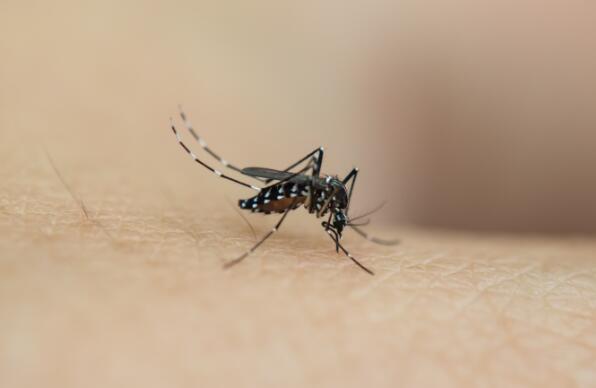 蚊子叮的包越大说明“毒性”越强对吗 蚊子咬的包很大是什么情况