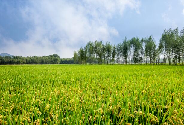最新全国农业气象情报：未来10天西南黄淮多雨农田防渍涝