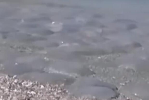 克里米亚海滩遭大量水母入侵 由于亚速海的盐度上升所致