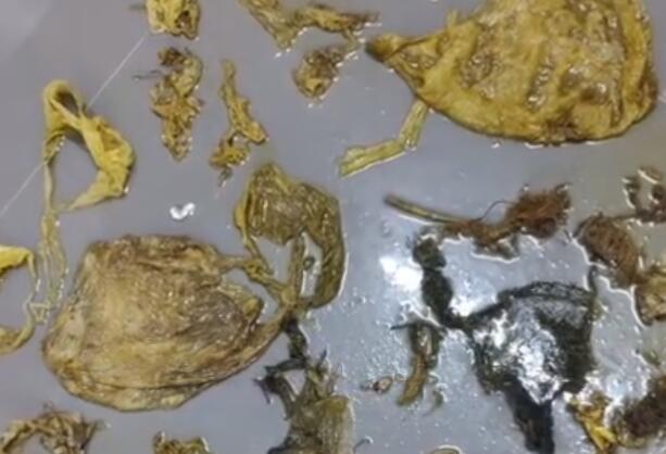200斤海龟误食6斤海洋垃圾不幸死亡 保护海洋环境人人有责