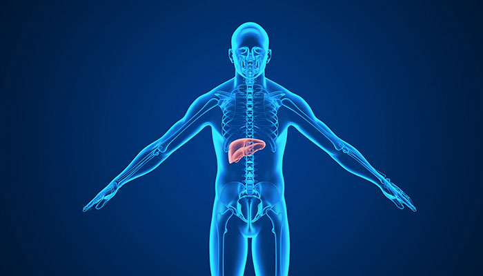 胆汁是由哪个器官分泌出来的 胆汁是什么器官分泌的