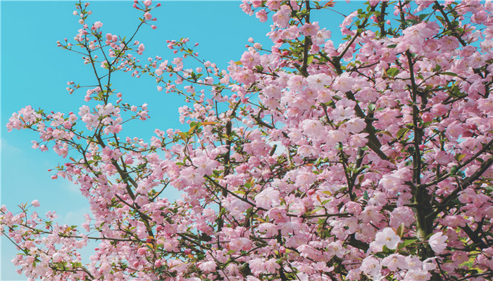 桃树大量落叶是什么原因 桃树为什么大量掉叶