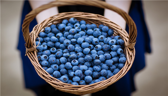 蓝莓苗适合什么时候栽种 蓝莓苗栽种的合适时间