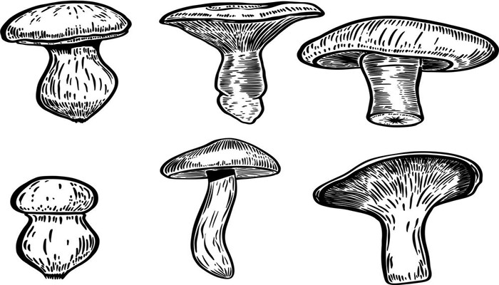 牛肝菌泡多久才最佳 牛肝菌泡多长时间最好