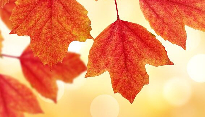 秋分的由来和风俗简介 秋分这天人们要干什么