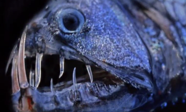 刀齿蝰鱼真的存在吗 刀齿蝰鱼是真实存在吗