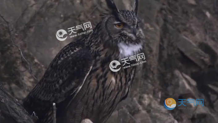 雕鸮怎么读音是什么 雕鸮读音怎么读是什么动物