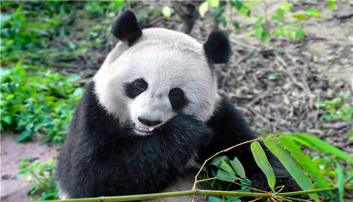 大熊猫每天吃多少斤 竹子大熊猫每日吃几斤竹子