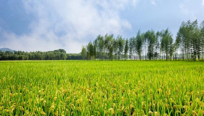 2021中国农民丰收节主会场在哪里 各地中国农民丰收节主会场汇总