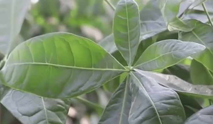 招财花有哪些 招财花有什么植物