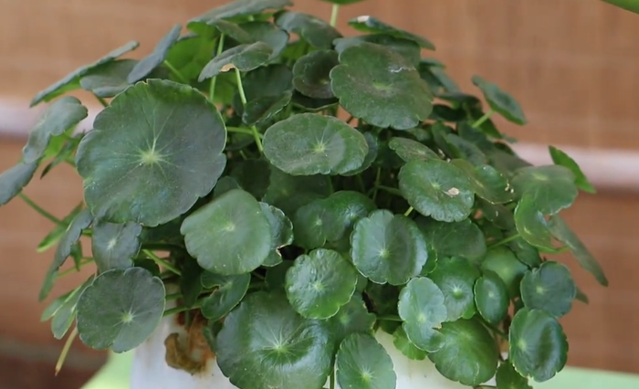 招财花有哪些 招财花有什么植物