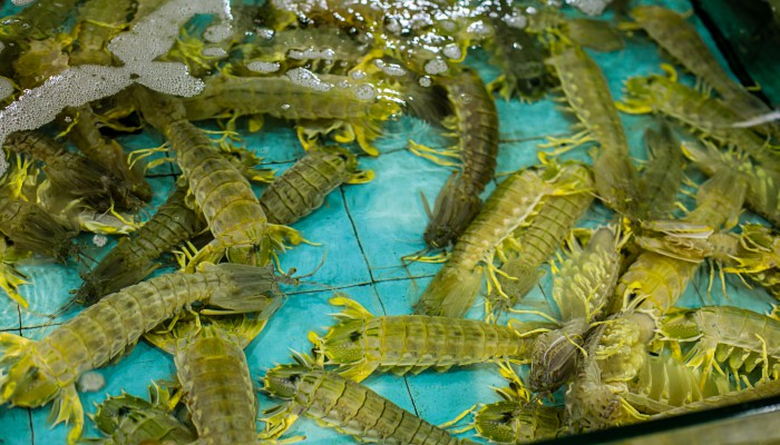 皮皮虾怎样放保鲜 皮皮虾怎么保存新鲜