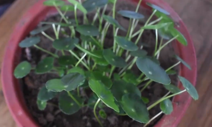 招财花有哪些 招财花有什么植物