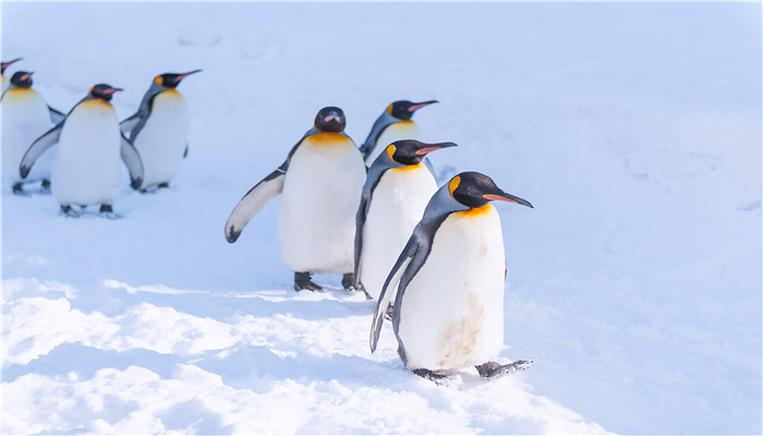 企鹅行走时为什么排成一列纵队 企鹅为什么排成纵队行走
