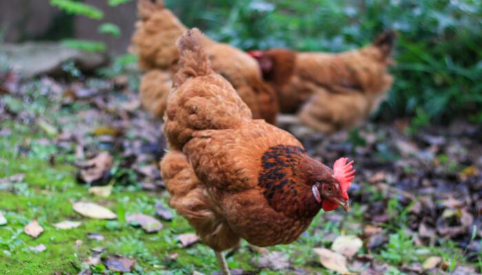 公鸡为什么能报晓 为什么公鸡每天早上都要打鸣