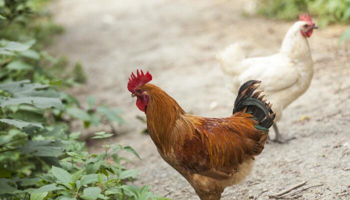 公鸡为什么能报晓 为什么公鸡每天早上都要打鸣