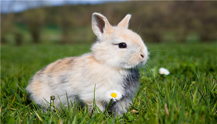 兔子真的喜欢胡萝卜吗 兔子真爱吃胡萝卜吗