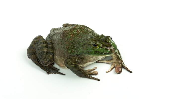 田鸡和牛蛙有什么不同 田鸡和牛蛙有哪些区别
